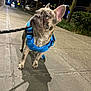 dog, french_bulldog, puppy, blue_harness, leash, sidewalk, night, urban, streetlights, curious, pet, canine, walking, outdoor, animal, young_dog, pavement, greenery, city, nighttime