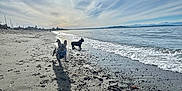 Chuy is registered to the contest to win money with this photo: dog, beach, sand, water, ocean, sun, sky, clouds, shadow, running, playful, waves, outdoor, nature, daytime, animal, seashore, pets, landscape, coast