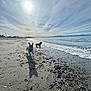 dog, beach, sand, water, ocean, sun, sky, clouds, shadow, running, playful, waves, outdoor, nature, daytime, animal, seashore, pets, landscape, coast