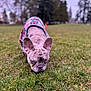 dog, french_bulldog, plaid_jacket, grass, park, outdoor, pet, canine, sniffing, animal, cute, ears, fur, nature, daytime, trees, blurred_background, muzzle, walking, curious