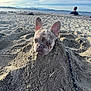 dog, french_bulldog, sand, beach, sea, ocean, sky, clouds, mountains, log, leash, pet, outdoor, animal, canine, summer, nature, unimpressed, buried, human