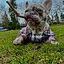 dog, grass, stick, plaid_shirt, outdoor, park, canine, pet, playful, lying_down, nature, trees, blurred_background, cute, animal, mammal, daytime, snout, ears, tongue
