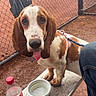 Dolly is registered to the contest to win money with this photo: dog, puppy, basset_hound, brown_and_white, long_ears, floppy_ears, portrait, sitting, outdoor, tennis_court, chain_link_fence, sports, leash, collar, water_bowl, bottle, coca_cola, wooden_bench, person, daylight
