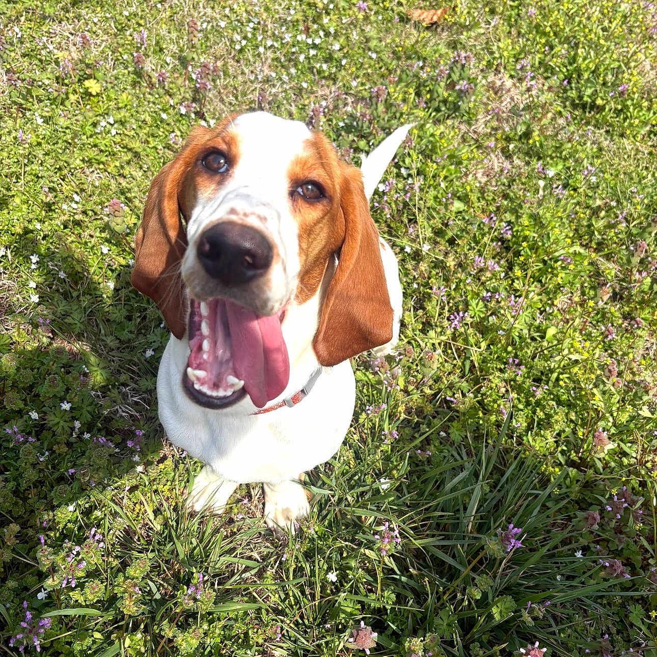 Dolly is registered to the contest to win money with this photo: dog, hound, floppy_ears, open_mouth, tongue, smiling, happy, portrait, closeup, outdoor, meadow, grass, wildflowers, flowers, nature, sunlight, brown_and_white, collar, pet, animal
