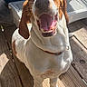 Dolly is registered to the contest to win money with this photo: dog, beagle, pet, canine, smiling, happy, tongue, open_mouth, floppy_ears, brown_and_white, collar, standing, outdoor, wooden_deck, sunlight, portrait, close_up, backyard, playful, animal