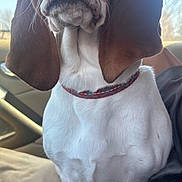 Dolly joined the competition — help win amazing prizes! dog, basset_hound, pet, animal, portrait, sitting, car, vehicle, indoors, long_ears, brown_and_white, collar, hound, close_up, looking_at_camera, fur, paws, seated, travel, daylight