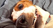 Dolly is registered to the contest to win money with this photo: dog, pet, canine, close_up, portrait, upside_down, smiling, teeth, nose, eye, whiskers, brown_and_white, lying_down, bed, blanket, bedroom, indoor, cozy, funny, relaxed