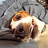 dog, pet, canine, close_up, portrait, upside_down, smiling, teeth, nose, eye, whiskers, brown_and_white, lying_down, bed, blanket, bedroom, indoor, cozy, funny, relaxed