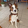 dog, blue_eyes, brown_and_white_fur, sitting, tile_floor, indoor, plant, armchair, furniture, collar, ears, tail, pet, domestic_animal, curious, attention, home, cozy, cute, portrait