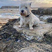 Ryo participe au concours pour gagner de l'argent avec cette photo : animal, beach, boats, calm, cloudy_sky, coast, dog, landscape, nature, outdoor, pet, rock, rocky_terrain, sand, scenic, sea, sunset, water, west_highland_terrier, white_dog