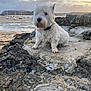 animal, beach, boats, calm, cloudy_sky, coast, dog, landscape, nature, outdoor, pet, rock, rocky_terrain, sand, scenic, sea, sunset, water, west_highland_terrier, white_dog