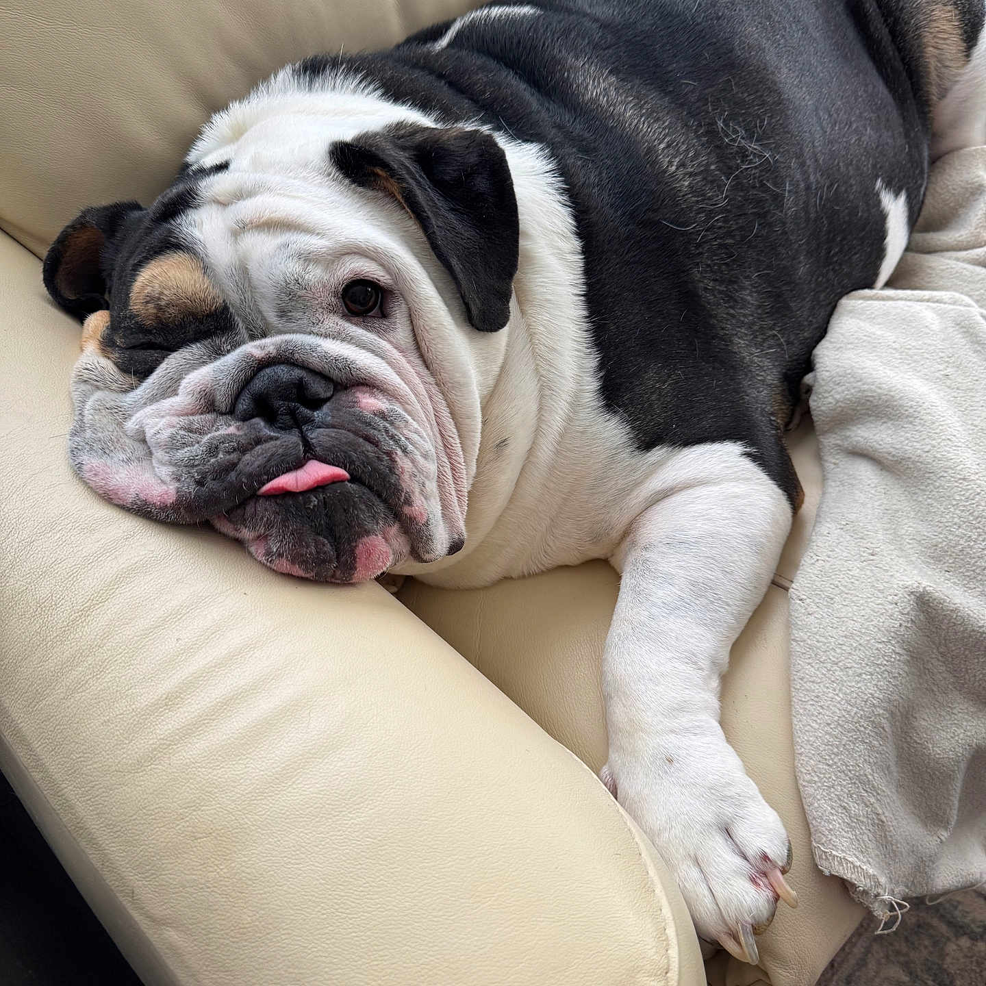 Bruno is registered to the contest to win money with this photo: animal, black, blanket, bulldog, canine, close_up, companion, cute, dog, fur, indoor, lazy, leather_couch, paw, pet, relaxed, resting, tongue_out, white, wrinkles