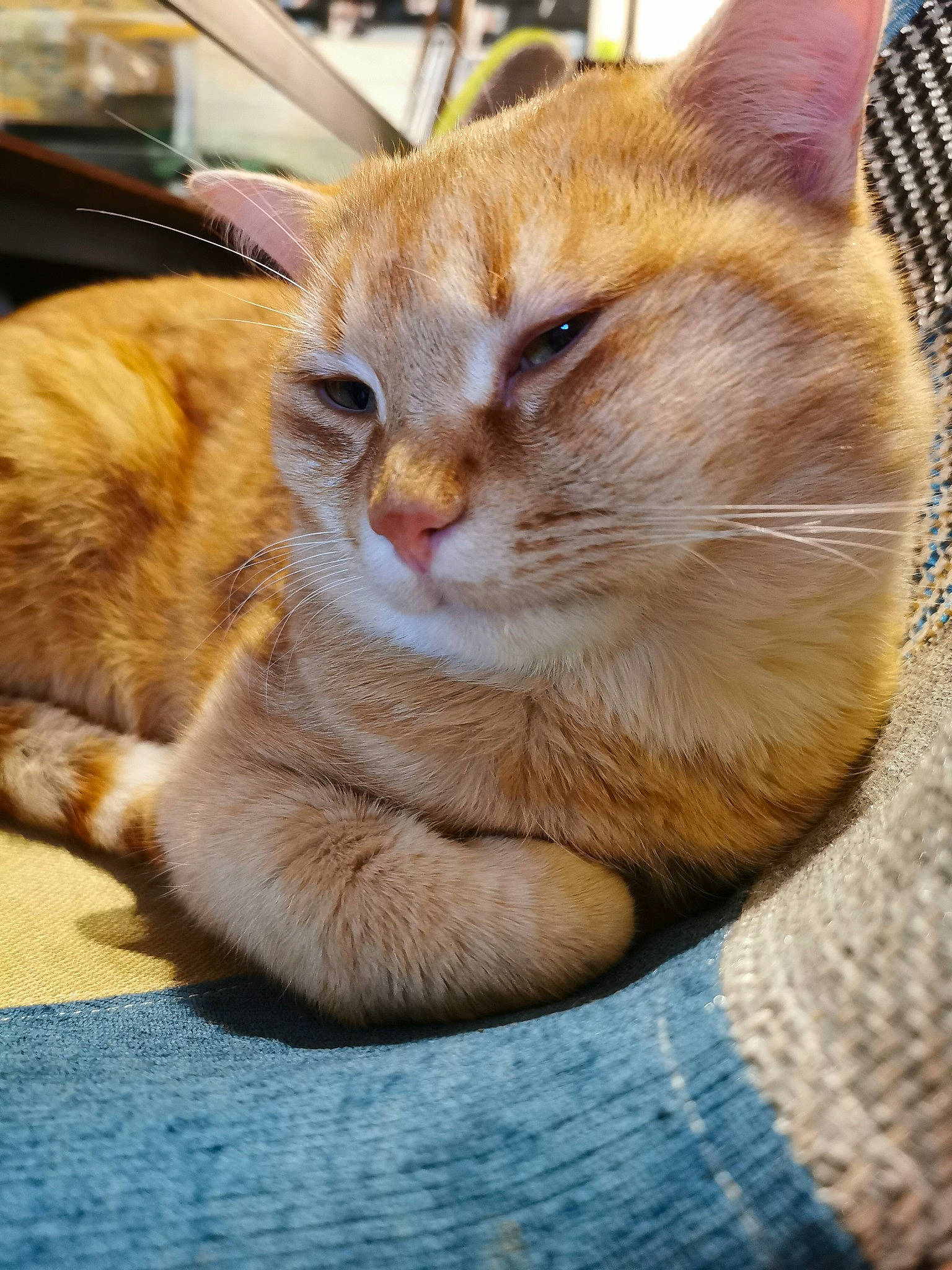 Pattenrond a rejoint le concours — aidez-le/la à gagner de superbes lots ! aegean_cat, arabian_mau, asian, australian_mist, carnivore, cat, close_up, domestic_short_haired_cat, european_shorthair, eye, fawn, felidae, fur, german_rex, kitten, mammal, small_to_medium_sized_cats, snout, tabby_cat, whiskers