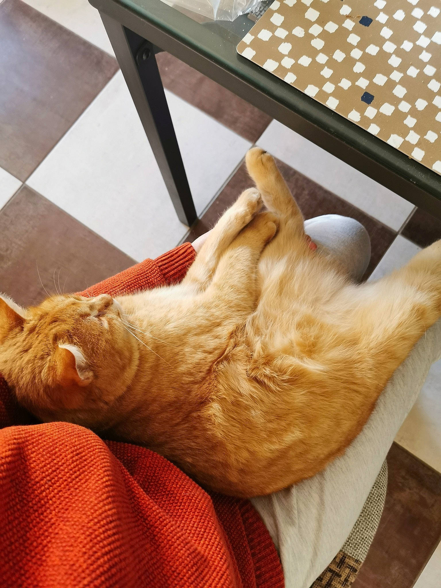 Pattenrond a rejoint le concours — aidez-le/la à gagner de superbes lots ! carnivore, cat, fawn, felidae, furniture, leg, paw, room, small_to_medium_sized_cats, sporting_group, tail, whiskers