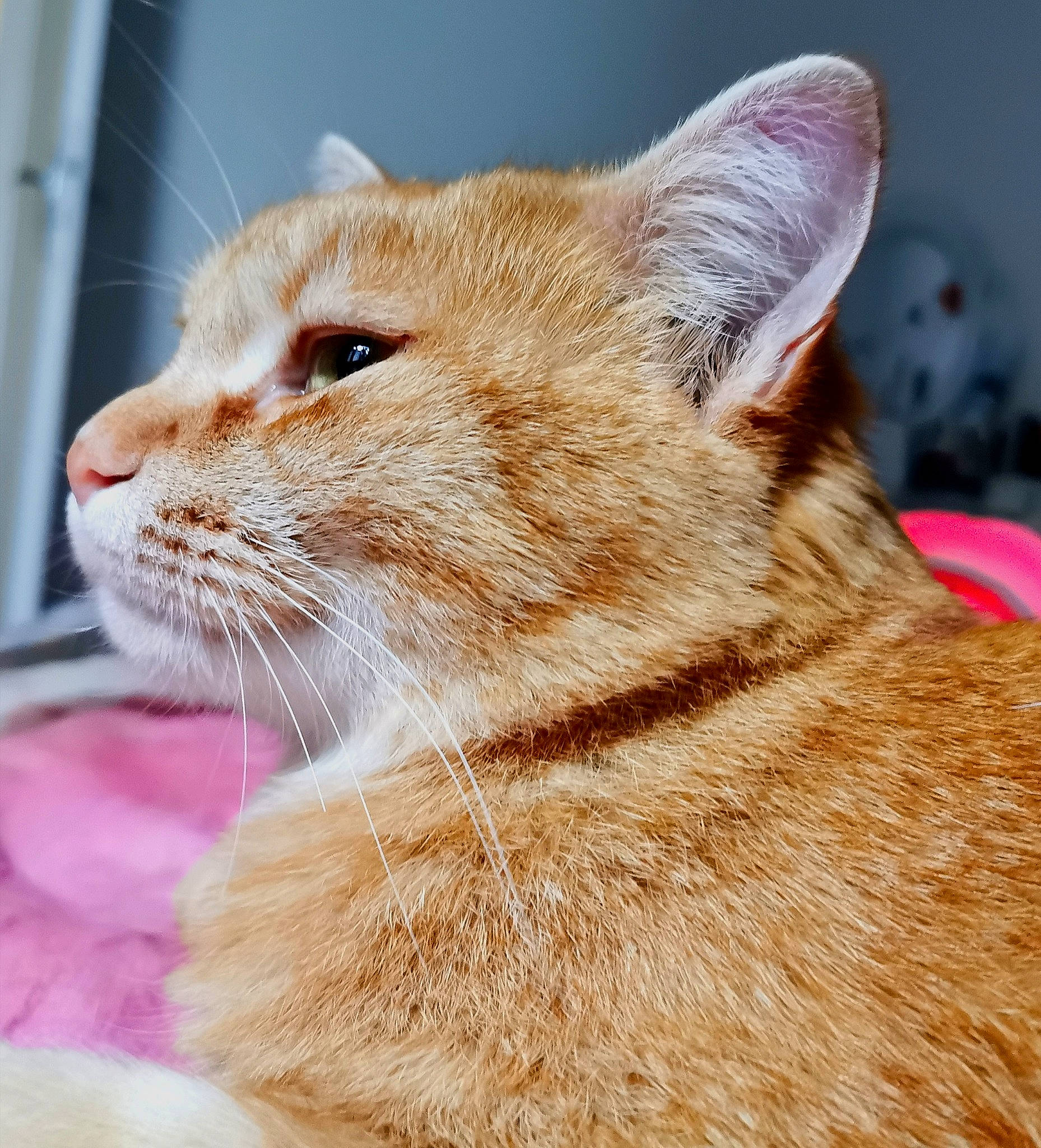 Pattenrond participe au concours pour gagner de l'argent avec cette photo : asian, carnivore, cat, close_up, domestic_short_haired_cat, ear, european_shorthair, fawn, felidae, fur, kitten, mammal, nose, small_to_medium_sized_cats, snout, tabby_cat, vertebrate, whiskers