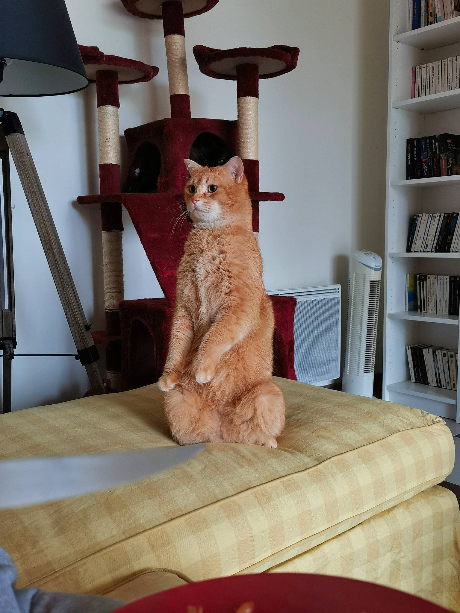 Pattenrond a rejoint le concours — aidez-le/la à gagner de superbes lots ! canidae, carnivore, cat, fawn, felidae, floor, fur, furniture, house, interior_design, room, shelf, sitting, small_to_medium_sized_cats, table, tail, whiskers, wood