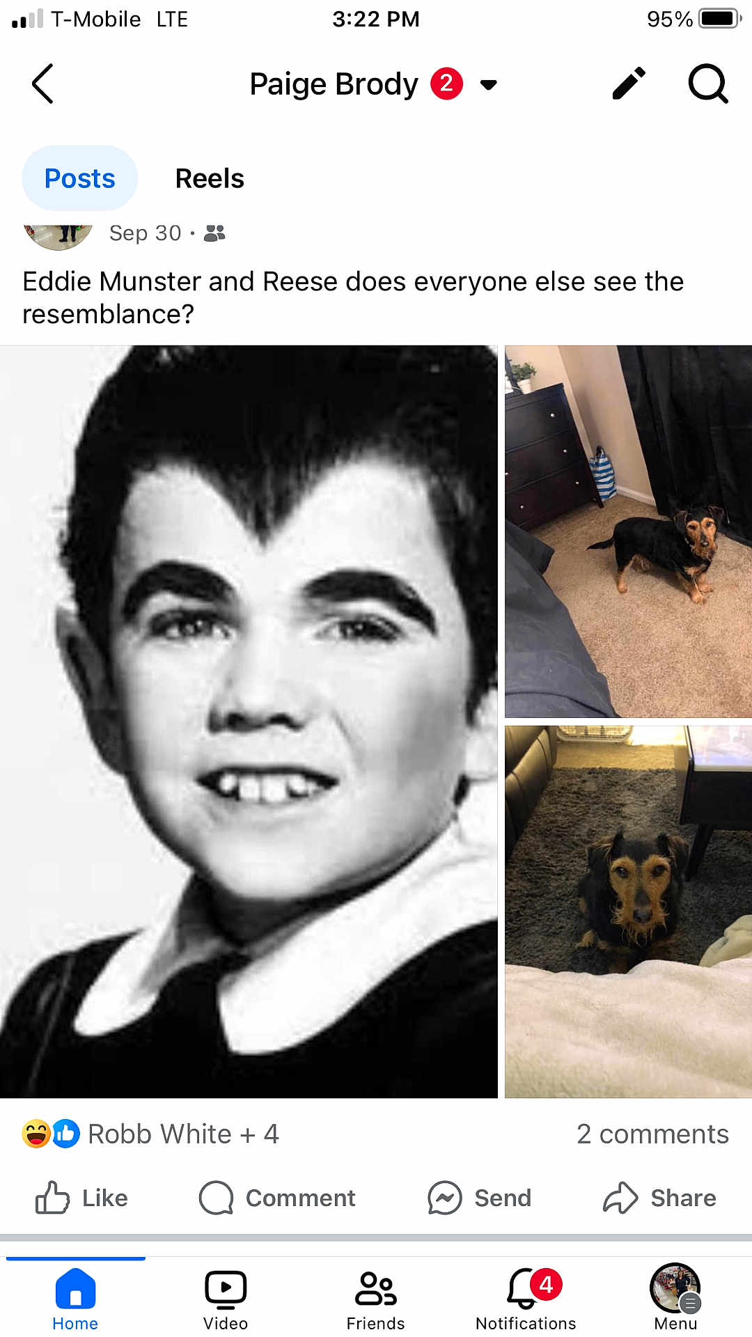 Reese joined the competition — help win amazing prizes! adult, animal, art, blackhair, bodypart, canine, collage, dog, face, female, head, mouth, page, person, pet, photography, portrait, teeth, text, woman