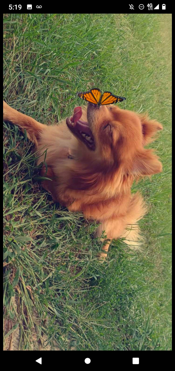 Butterscotch is registered to the contest to win money with this photo: arthropod, butterfly, canidae, carnivore, companion_dog, dog, dog_breed, fawn, fur, grass, insect, liver, moths_and_butterflies, organism, pollinator, snout, sporting_group, terrestrial_animal, tints_and_shades, whiskers