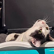 Princess is registered to the contest to win money with this photo: animal, black_fur, cat, close_up, curious, cute, domestic_animal, ears, face, feline, green_eyes, head, indoor, lying_down, pet, portrait, resting, upside_down, whiskers, white_fur