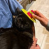 animal, black_cat, cat, comfort, cozy, cute, domestic_animal, feline, fur, hand, hat, holding, indoor, looking, person, pet, portrait, small_hat, sombrero, yellow_eyes