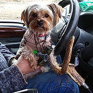 Winchester joined the competition — help win amazing prizes! animal, antler, binoculars, camouflage, dog, hand, hunting_gear, jeans, nature, outdoor, person, pet, rifle, seat, small_dog, steering_wheel, sweater, trees, vehicle_interior, window