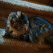 Lulu is registered to the contest to win money with this photo: cat, tabby, fluffy, pet, animal, whiskers, carpet, stairs, indoor, feline, fur, resting, cute, domestic, mammal, side_view, relaxed, home, cozy, curious