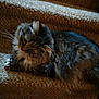 cat, tabby, fluffy, pet, animal, whiskers, carpet, stairs, indoor, feline, fur, resting, cute, domestic, mammal, side_view, relaxed, home, cozy, curious