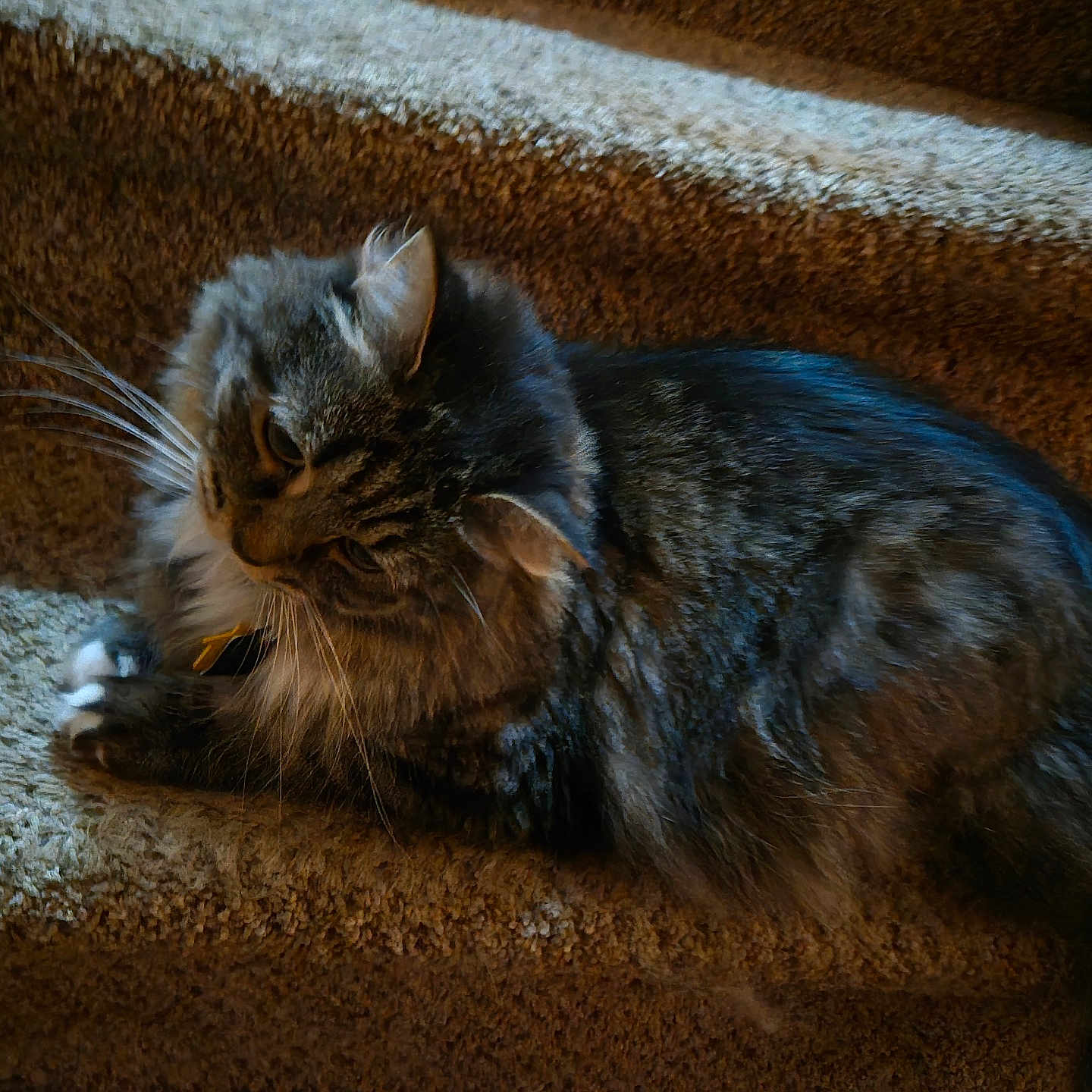 Lulu is registered to the contest to win money with this photo: animal, carpet, cat, cozy, curious, cute, domestic, feline, fluffy, fur, home, indoor, mammal, pet, relaxed, resting, side_view, stairs, tabby, whiskers