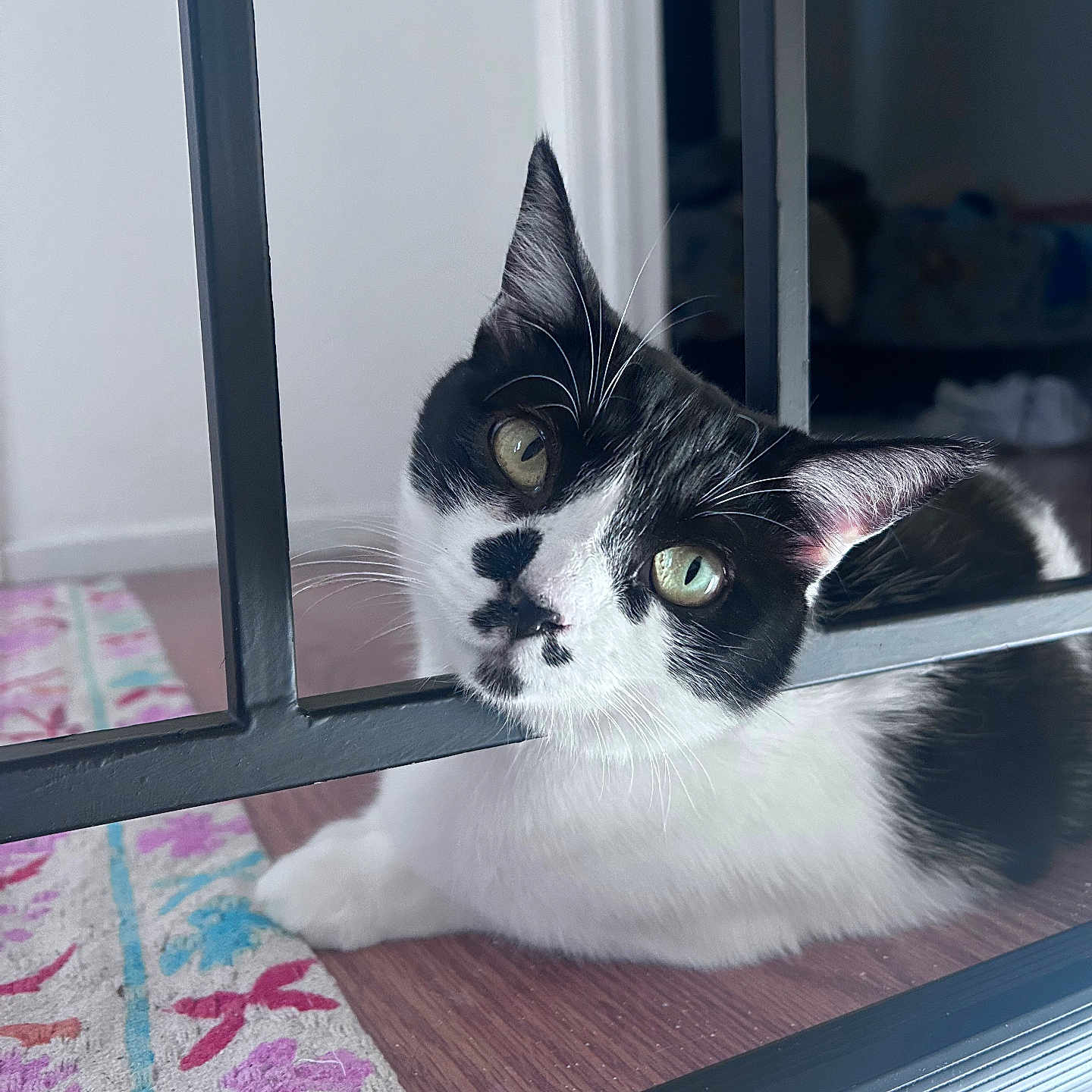 Cleo is registered to the contest to win money with this photo: animal, black_and_white, cat, close_up, curious, cute, domestic_cat, feline, floor, floral_pattern, green_eyes, head_tilt, home_interior, indoor, metal_railing, pet, resting, rug, whiskers, wooden_floor
