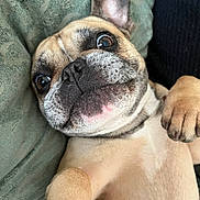 Laya participe au concours pour gagner de l'argent avec cette photo : animal, black_nose, brown, canine, close_up, companion, cushion, cute, dog, ear, face, french_bulldog, fur, indoor, lying_down, paw, pet, portrait, relaxed, whiskers