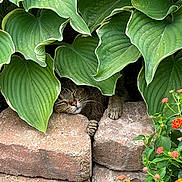 Winston is registered to the contest to win money with this photo: cat, sleeping, green_leaves, hosta, bricks, flowers, garden, plants, nature, outdoor, resting, cozy, hidden, peaceful, paw, foliage, colorful, summer, shade, relaxation