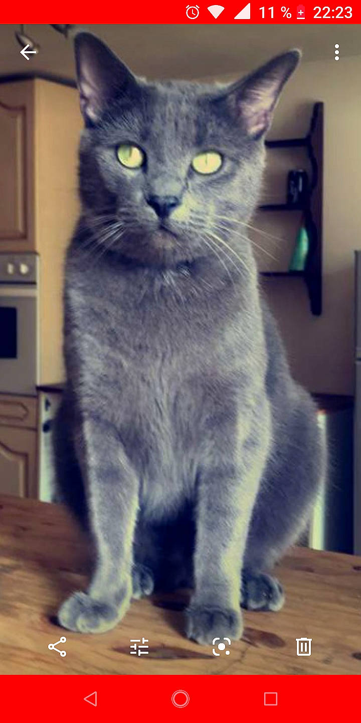 Mowgli participe au concours pour gagner de l'argent avec cette photo : asian, british_shorthair, burmese, carnivore, cat, chartreux, domestic_short_haired_cat, european_shorthair, felidae, korat, mammal, nebelung, polydactyl_cat, russian_blue, small_to_medium_sized_cats, snout, vertebrate, whiskers