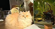 Hina participe au concours pour gagner de l'argent avec cette photo : cat, cats, animal, pet, feline, aquarium, fish_tank, plants, sunlight, indoor, home, wooden_surface, orange_cat, white_cat, calm, decor, calendar, reflection, cozy, curious