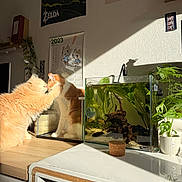 Hina a rejoint le concours — aidez-le/la à gagner de superbes lots ! cat, cats, affection, pet, indoor, sunlight, aquarium, fish_tank, plants, calendar, poster, wooden_table, cozy, feline, orange_cat, white_cat, decor, home, cute, touching