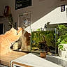 cat, cats, affection, pet, indoor, sunlight, aquarium, fish_tank, plants, calendar, poster, wooden_table, cozy, feline, orange_cat, white_cat, decor, home, cute, touching
