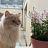 cat, fluffy, cream_colored, flower_pot, pink_flowers, balcony, outdoor, pet, feline, plant, nature, closeup, side_view, whiskers, fur, domestic_animal, cute, calm, daylight, soft_light