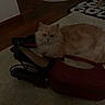 cat, fluffy_cat, indoor, carpet, high_heels, shoes, handbag, red_bag, wooden_floor, rug, light_orange_cat, pet, animal, furniture, cozy, living_room, floor, doorway, household, resting_cat