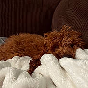 Riggs joined the competition — help win amazing prizes! animal, blanket, brown, canine, comfort, couch, cozy, curly_fur, dog, fluffy, fur, home, indoor, pet, relaxed, resting, sleepy, snuggled, soft, warm