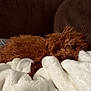 animal, blanket, brown, canine, comfort, couch, cozy, curly_fur, dog, fluffy, fur, home, indoor, pet, relaxed, resting, sleepy, snuggled, soft, warm
