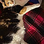 cat, calico, feline, pet, indoor, cozy, blanket, plaid, stretching, fur, whiskers, paw, relaxed, curious, animal, mammal, domestic, soft, resting, closeup