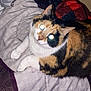 cat, calico_cat, pet, indoor, bed, blanket, pattern, fur, animal, whiskers, cute, lying_down, looking_up, domestic, cozy, sleeping_area, feline, comfort, resting, flash