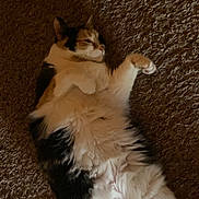 Tiny is registered to the contest to win money with this photo: cat, calico, fluffy, pet, animal, carpet, lying_down, relaxed, indoor, fur, whiskers, paw, sleepy, cute, domestic, feline, mammal, resting, cozy, soft