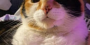 Tiny joined the competition — help win amazing prizes! cat, calico_cat, close_up, fur, whiskers, indoor, pet, animal, face, cute, curious, soft_light, purple_light, domestic_animal, feline, portrait, cozy, relaxed, mammal