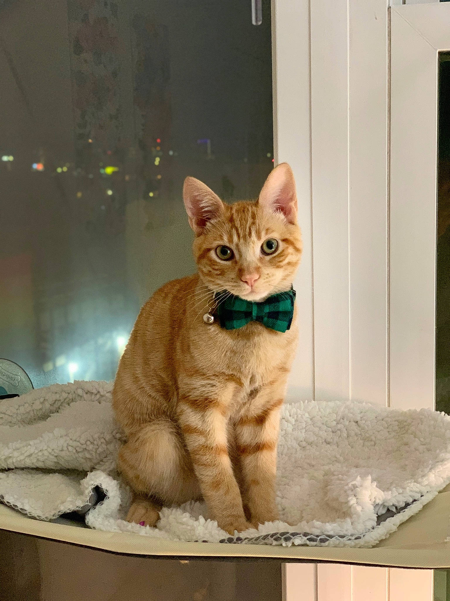 Jay Catsby joined the competition — help win amazing prizes! carnivore, cat, cat_supply, domestic_short_haired_cat, door, fawn, felidae, fur, paw, pet_supply, rectangle, serveware, sitting, small_to_medium_sized_cats, snout, tail, terrestrial_animal, whiskers, wildlife, window