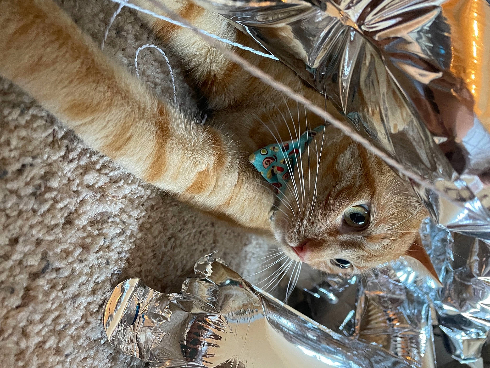 Jay Catsby joined the competition — help win amazing prizes! basket, canidae, carnivore, cat, claw, domestic_short_haired_cat, fashion_accessory, fawn, feather, felidae, fur, hat, plant, small_to_medium_sized_cats, tail, terrestrial_animal, tree, twig, whiskers, wood