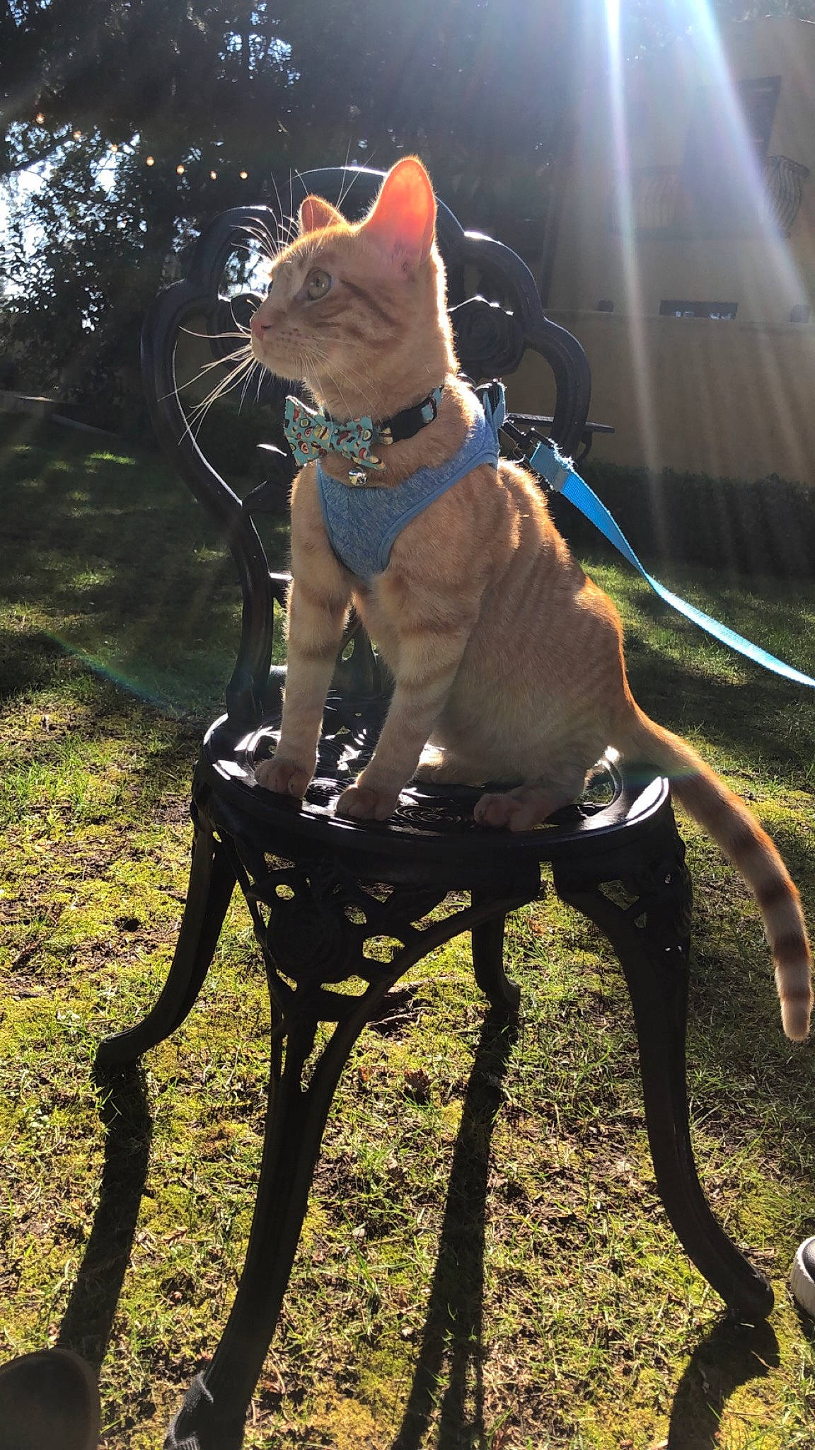 Jay Catsby joined the competition — help win amazing prizes! bicycle_handlebar, carnivore, cat, collar, companion_dog, dog_breed, dog_collar, electric_blue, eyewear, fashion_accessory, fawn, felidae, grass, leash, pet_supply, plant, small_to_medium_sized_cats, tail, tree, whiskers