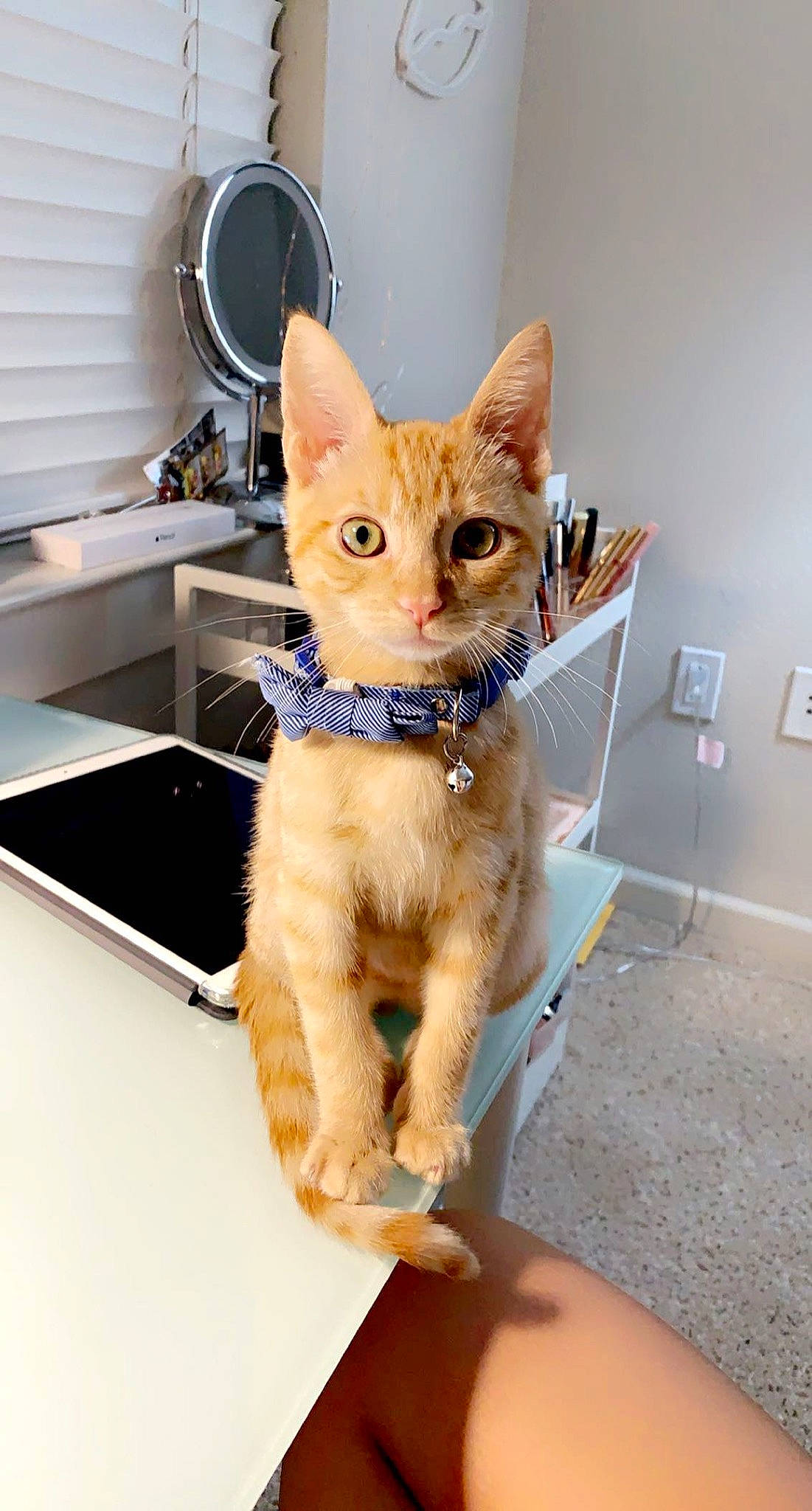 Jay Catsby is registered to the contest to win money with this photo: carnivore, cat, claw, collar, companion_dog, domestic_short_haired_cat, fawn, felidae, fur, home_appliance, mechanical_fan, paw, sitting, small_to_medium_sized_cats, tail, whiskers, window_blind