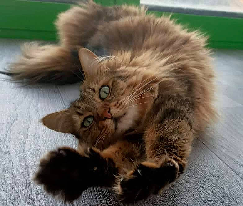 Léon a rejoint le concours — aidez-le/la à gagner de superbes lots ! british_longhair, carnivore, cat, claw, companion_dog, domestic_short_haired_cat, fawn, felidae, flooring, fur, iris, paw, sitting, small_to_medium_sized_cats, snout, tail, terrestrial_animal, whiskers, wildlife, wood