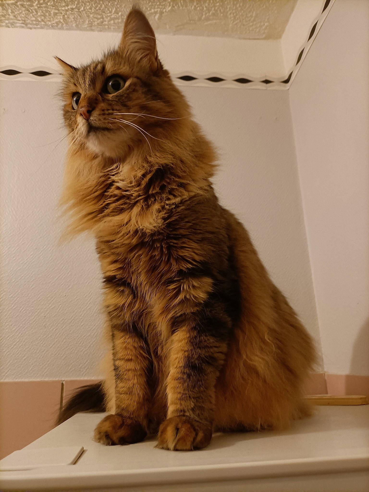 Léon a rejoint le concours — aidez-le/la à gagner de superbes lots ! box, cardboard, carnivore, cat, claw, domestic_short_haired_cat, felidae, flooring, fur, maine_coon, paw, sitting, small_to_medium_sized_cats, snout, tail, terrestrial_animal, whiskers, wood