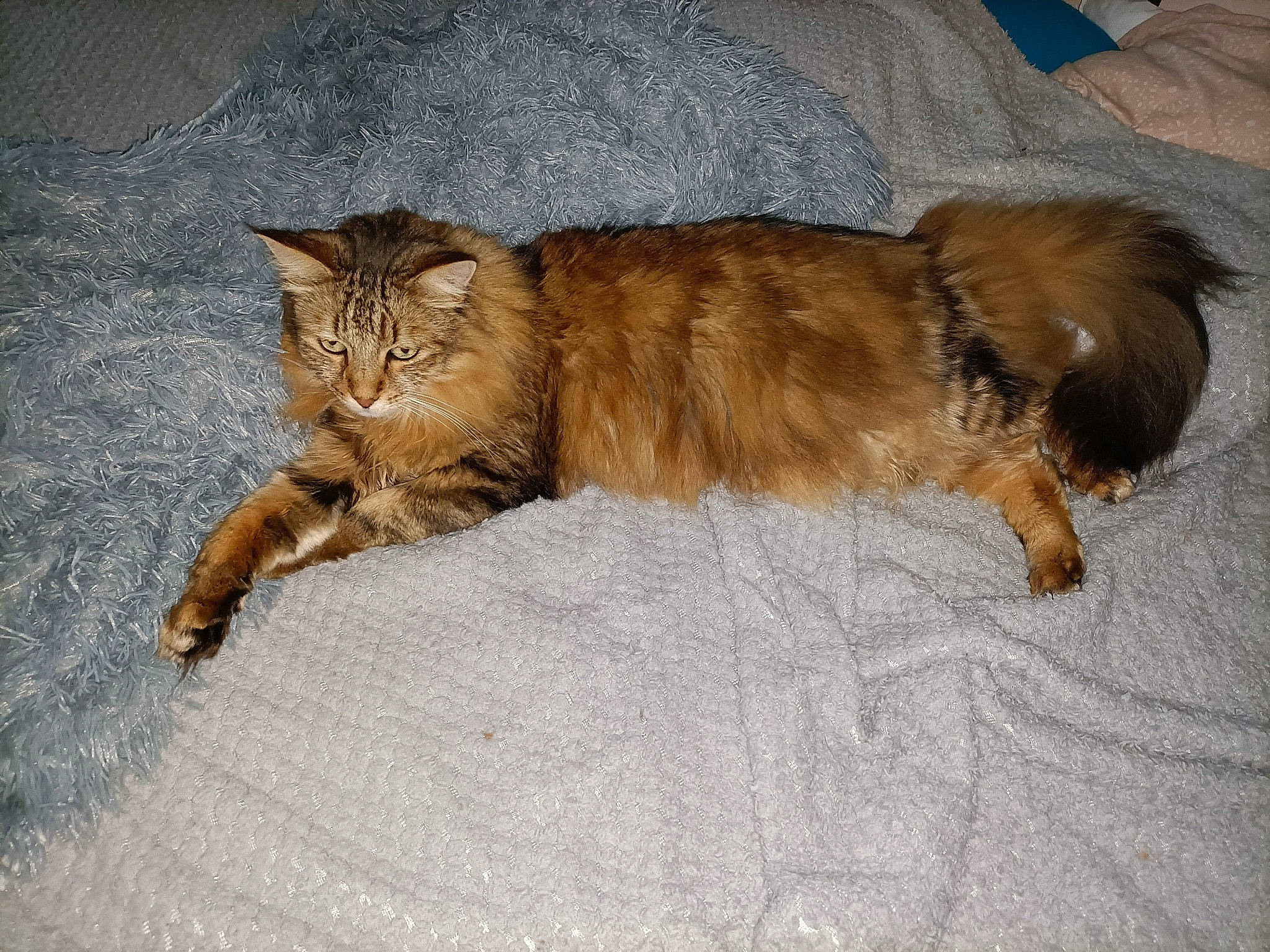 Léon participe au concours pour gagner de l'argent avec cette photo : brown, carnivore, cat, claw, comfort, domestic_short_haired_cat, fawn, felidae, fur, liver, nap, paw, sleep, small_to_medium_sized_cats, snout, tail, terrestrial_animal, whiskers